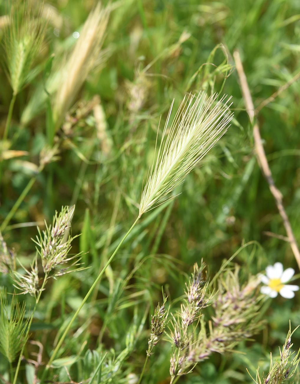 Изображение особи Неопознанный вид.