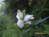 genus Chelone. Хелоне гладкая. Chelone glabra. В природе. Галифакс 16 августа 2015 г.