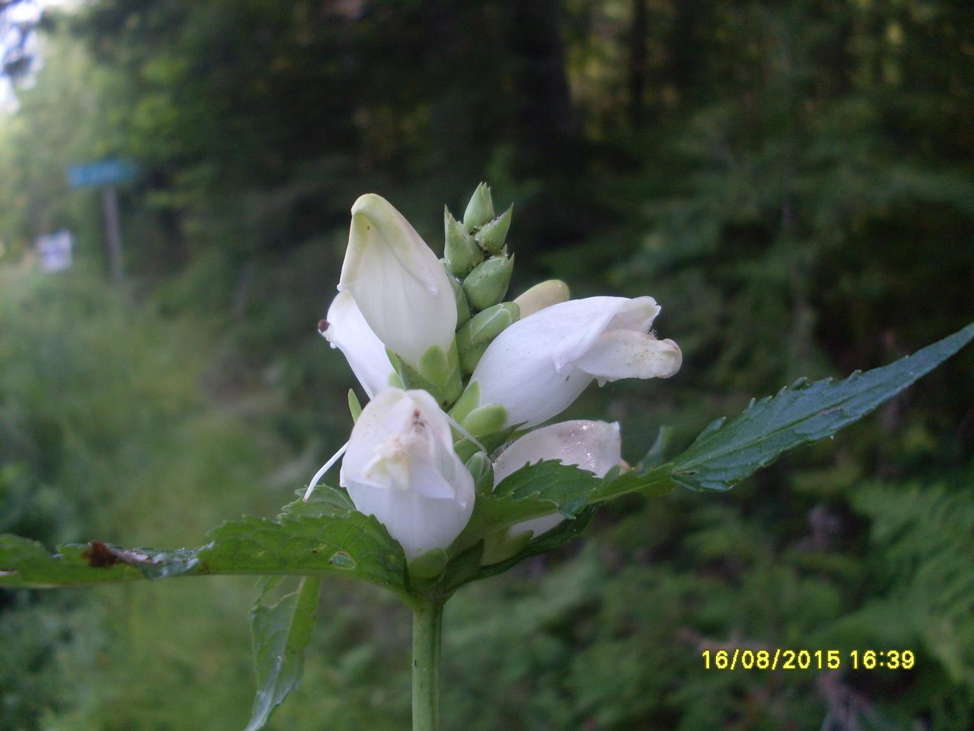 Image of genus Chelone specimen.