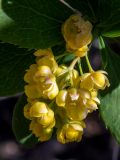 Berberis vulgaris. Соцветие. Крым, окр. пос. Новый Свет, северный склон горы Сокол (Куш-Кая), близ скалы \"Чёртов палец\". 05.05.2025.
