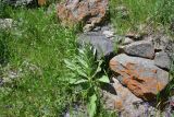 род Verbascum