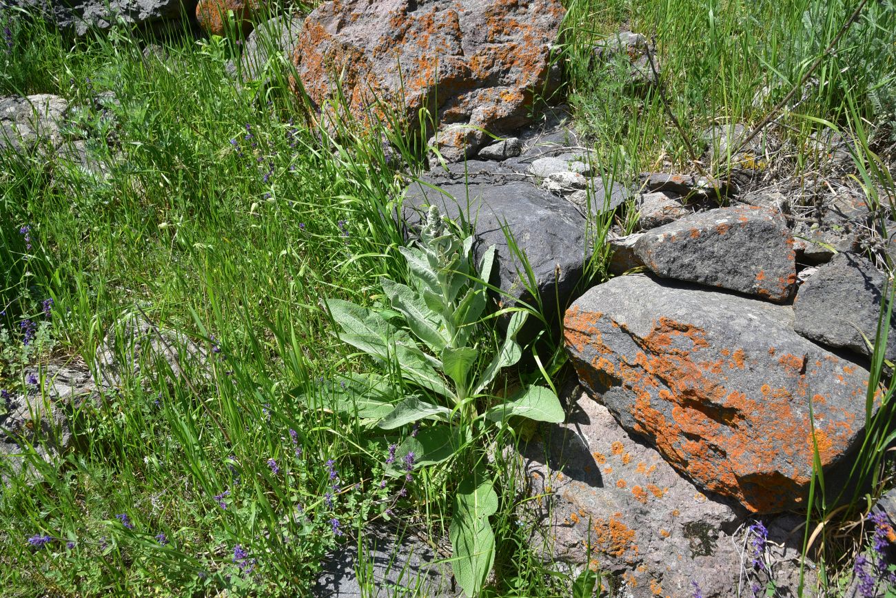 Изображение особи род Verbascum.