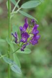 Medicago sativa. Соцветие. Московская обл., г. о. Пущино, городской газон. 05.07.2026.