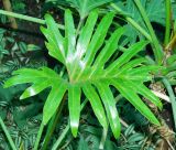 Philodendron bipinnatifidum. Лист. Вологодская обл., г. Вологда, ботанический сад Botanika, в культуре. Май 2026 г.
