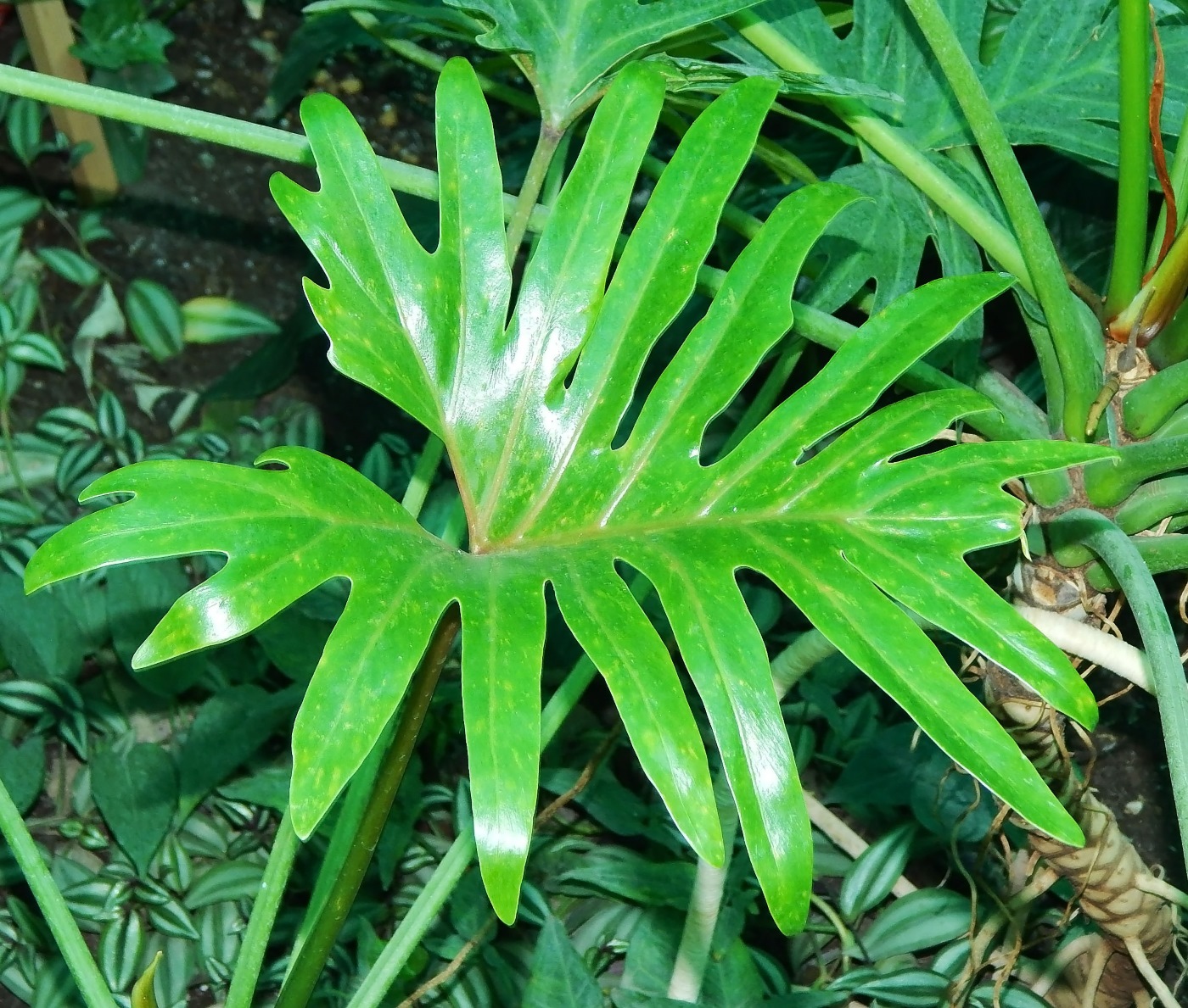 Image of Philodendron bipinnatifidum specimen.