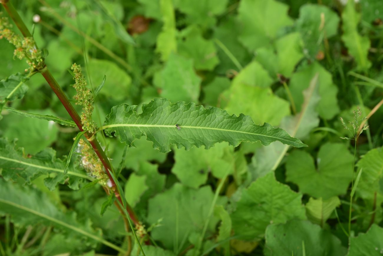 Изображение особи род Rumex.