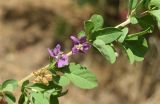 Lycium barbarum