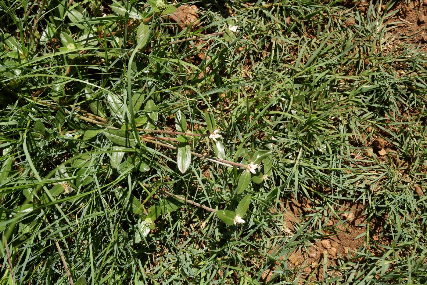 Изображение особи Alternanthera caracasana.