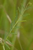 Vicia peregrina