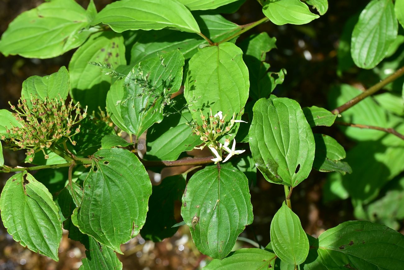 Image of genus Swida specimen.