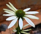 Смотреть изображение Echinacea purpurea