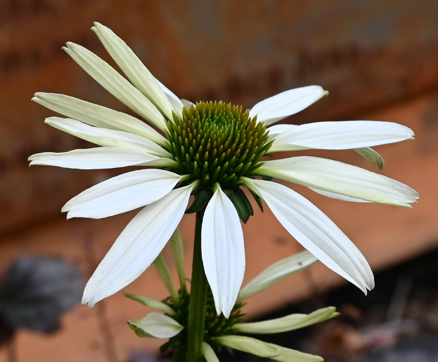 Image of Echinacea purpurea specimen.