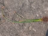 Schoenoplectus halophilus. Выкопанное плодоносящее растение. Астраханская обл., Наримановский р-н, берег сильноминерализованного ильменя Картоюльген. 15.09.2020.