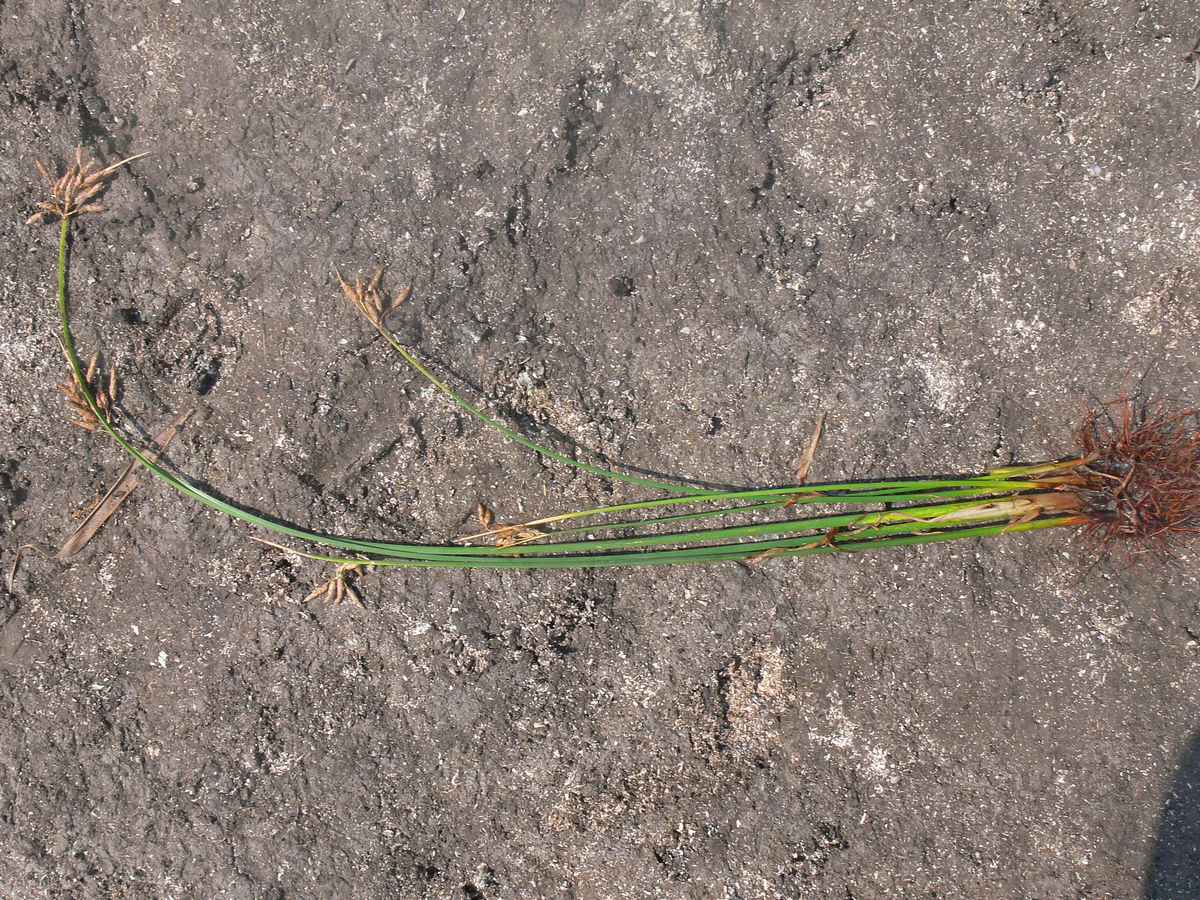 Image of Schoenoplectus halophilus specimen.