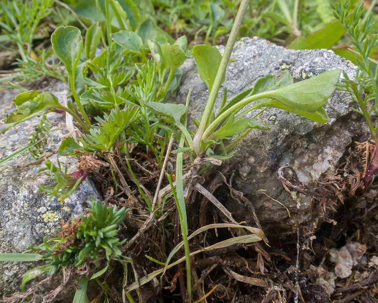 Image of Viola oreades specimen.