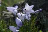 Campanula rotundifolia. Цветок. Башкортостан, Абзелиловский р-н, Ташбулатовский сельсовет, хр. Кыктытау, на скальном останце. 12 июня 2025 г.