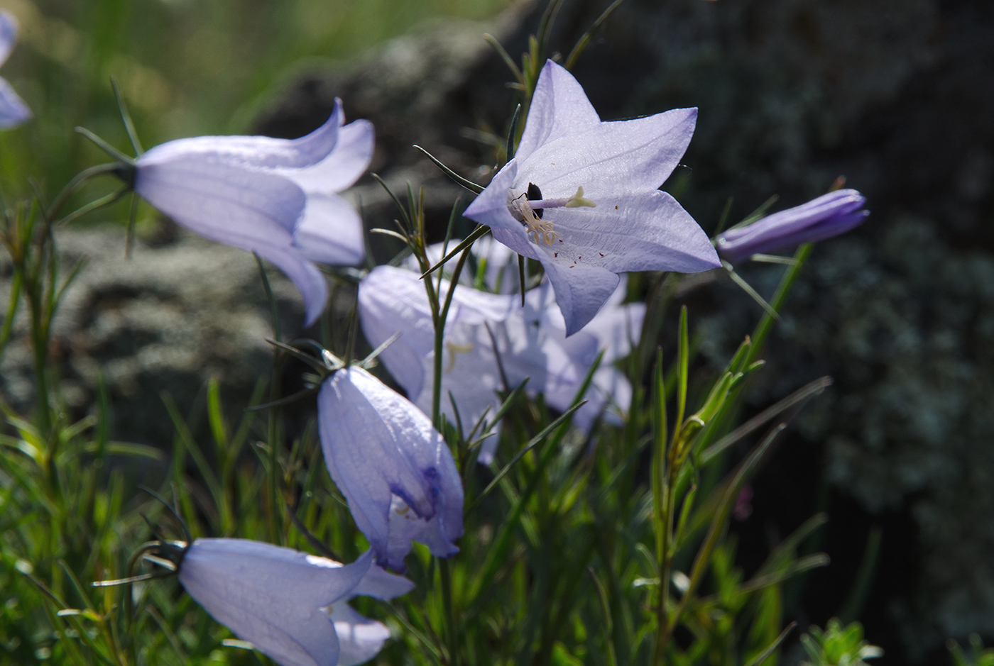 Image of Campanula rotundifolia specimen.