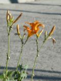род Hemerocallis. Соцветия с цветками, бутонами и улитками. Республика Молдова, муниципалитет Кишинёв, г. Кодру, на улице на краю асфальтовой дороги. 27 июня 2026 г.