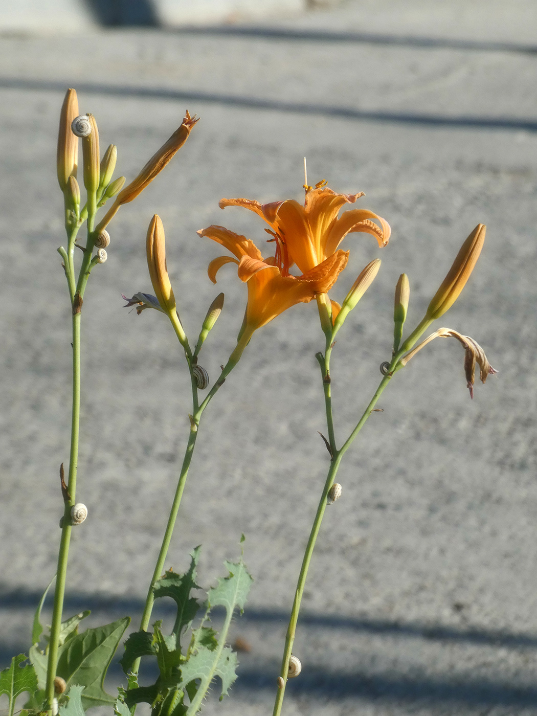 Изображение особи Hemerocallis fulva.