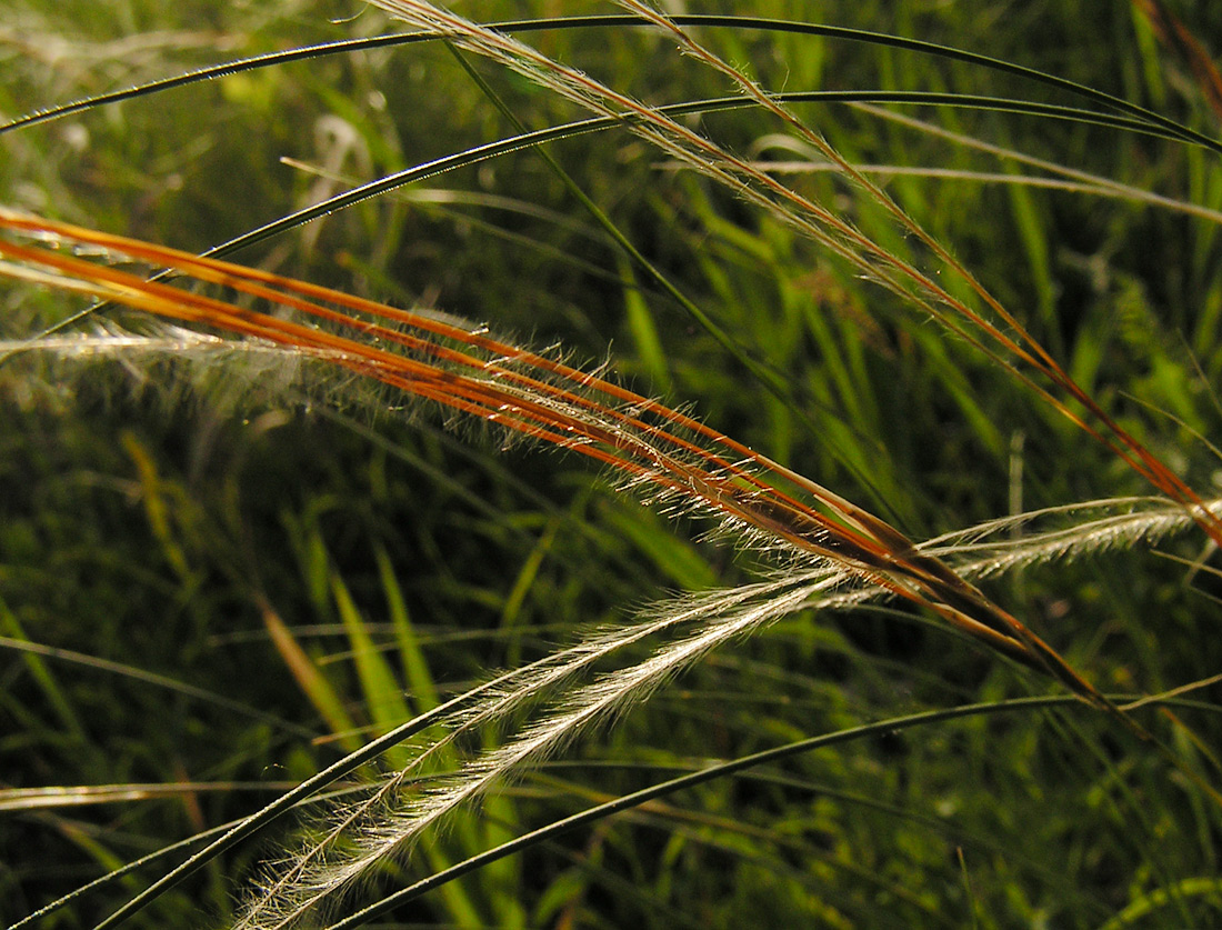 Image of Stipa zalesskii specimen.