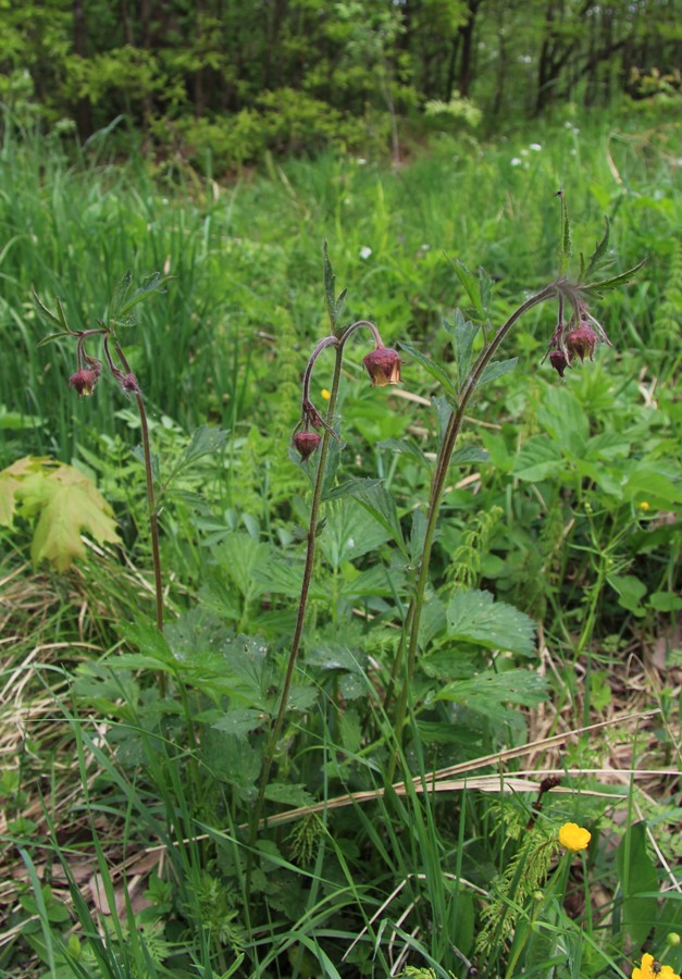 Изображение особи Geum rivale.