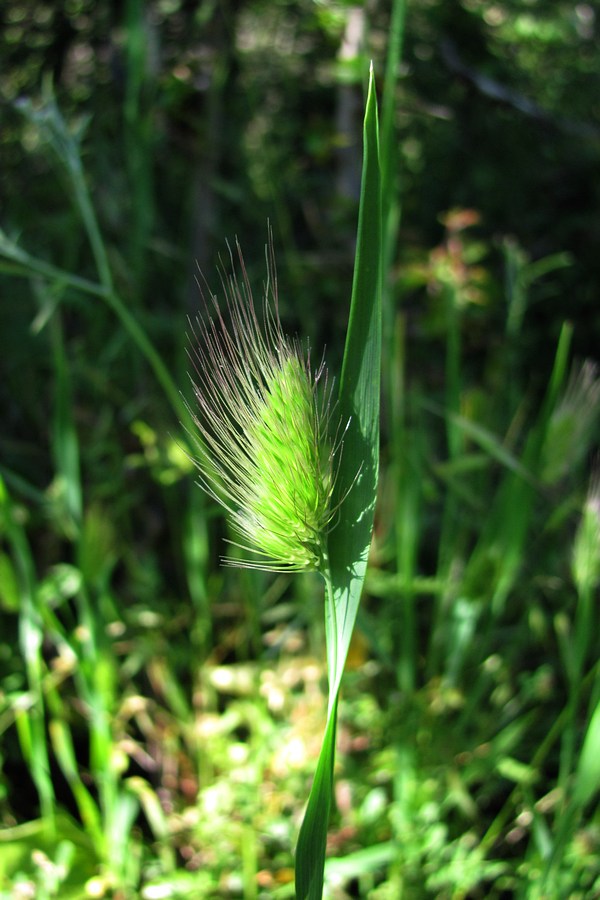 Image of Cynosurus echinatus specimen.