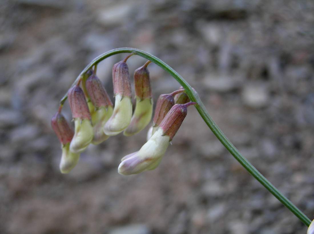 Image of Vicia costata specimen.