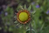 род Gaillardia
