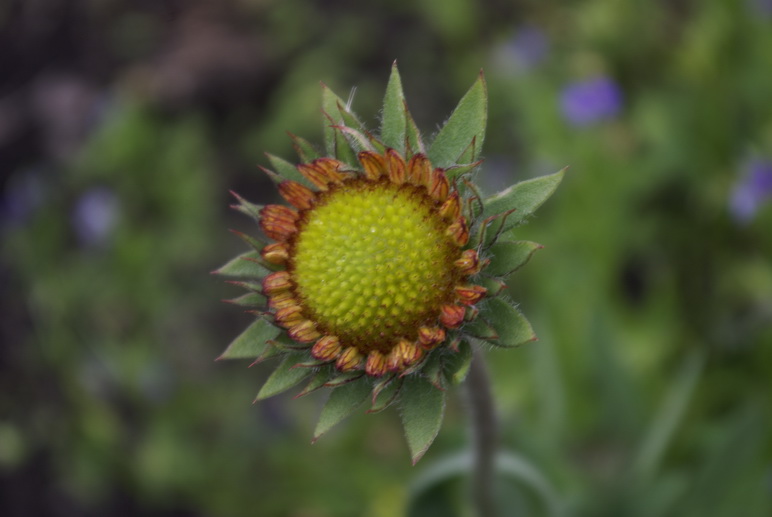 Изображение особи род Gaillardia.