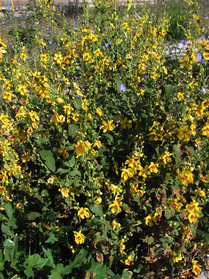 Изображение особи Verbascum sinuatum.