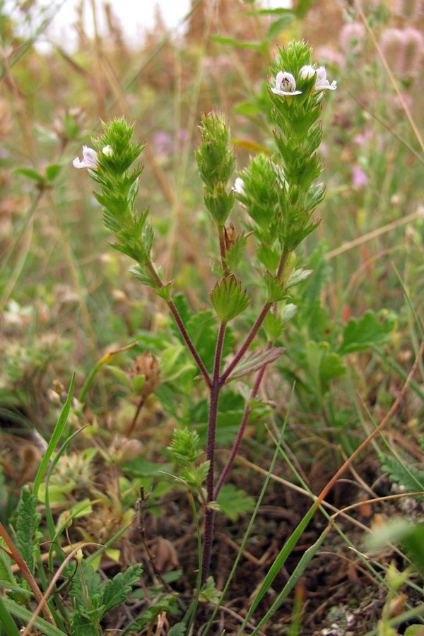 Image of Euphrasia irenae specimen.
