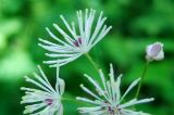 Thalictrum contortum