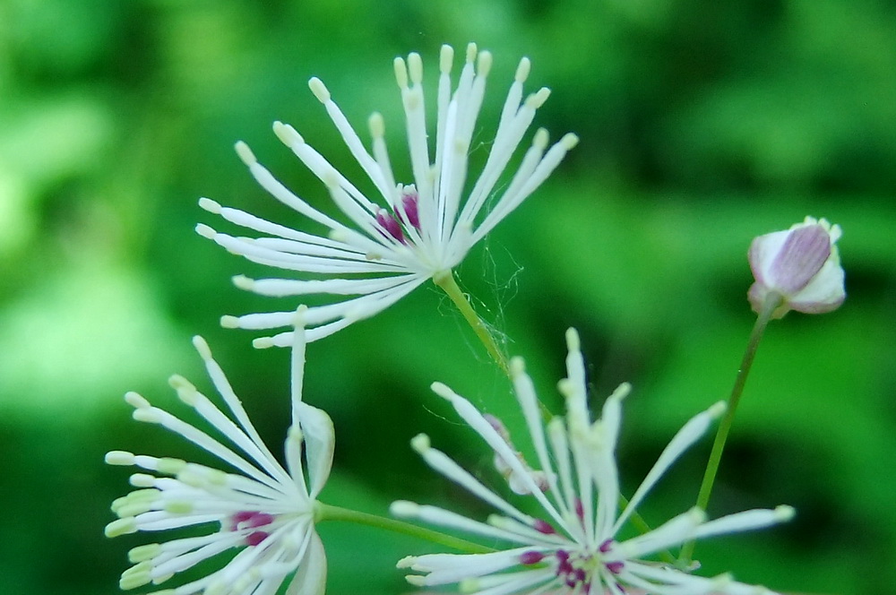 Image of Thalictrum contortum specimen.