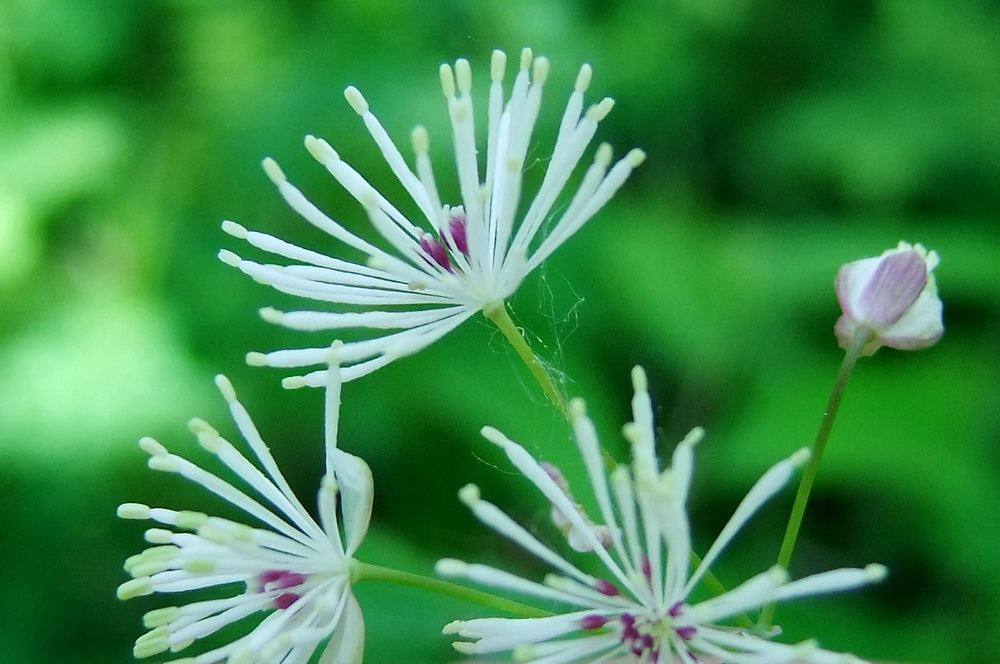 Изображение особи Thalictrum contortum.