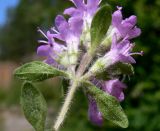 Thymus hirticaulis