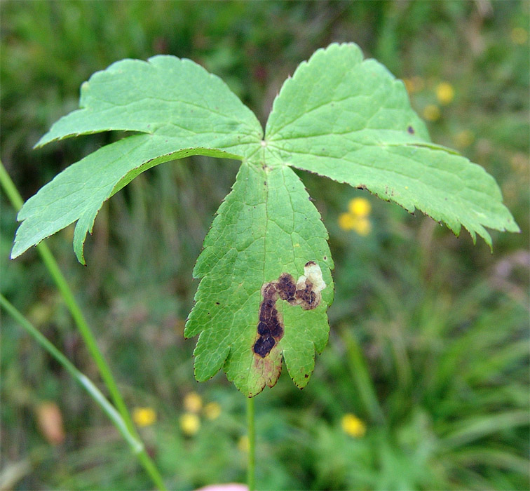 Image of Astrantia trifida specimen.