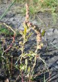 Atriplex patens