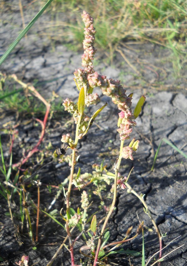 Изображение особи Atriplex patens.