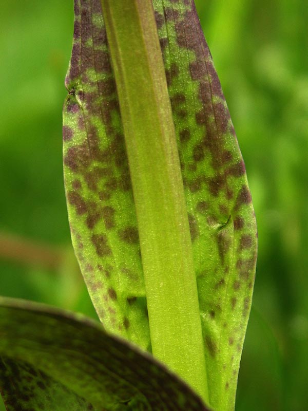 Image of Dactylorhiza incarnata var. reichenbachii specimen.