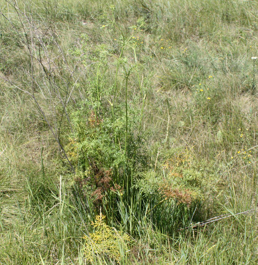 Image of Silaum silaus specimen.