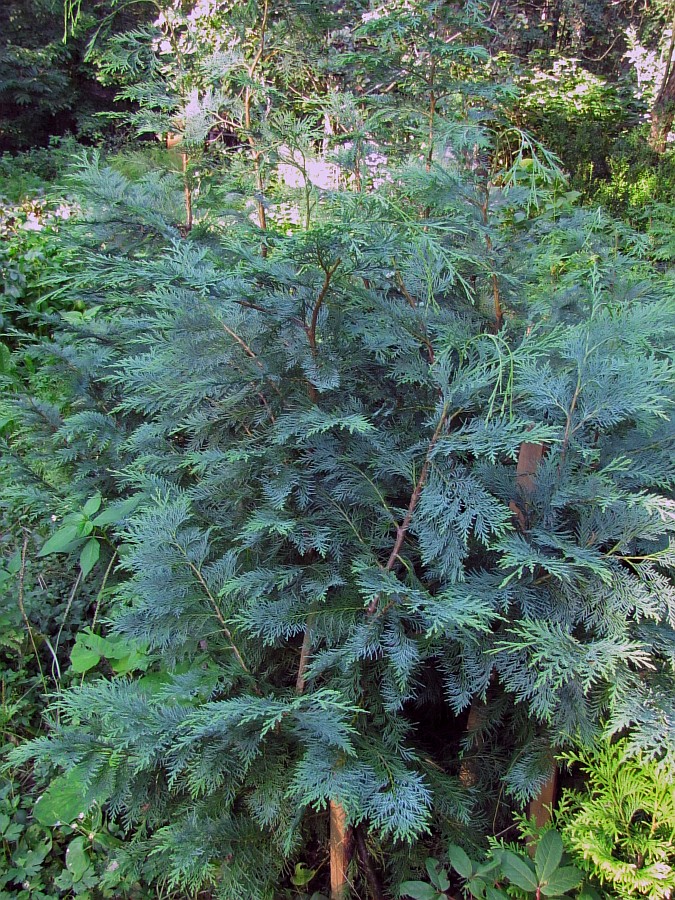Image of Chamaecyparis lawsoniana specimen.