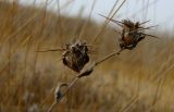 Centaurea procurrens