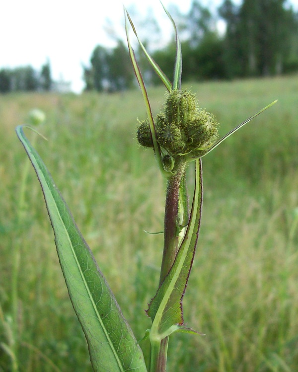 Изображение особи Sonchus palustris.