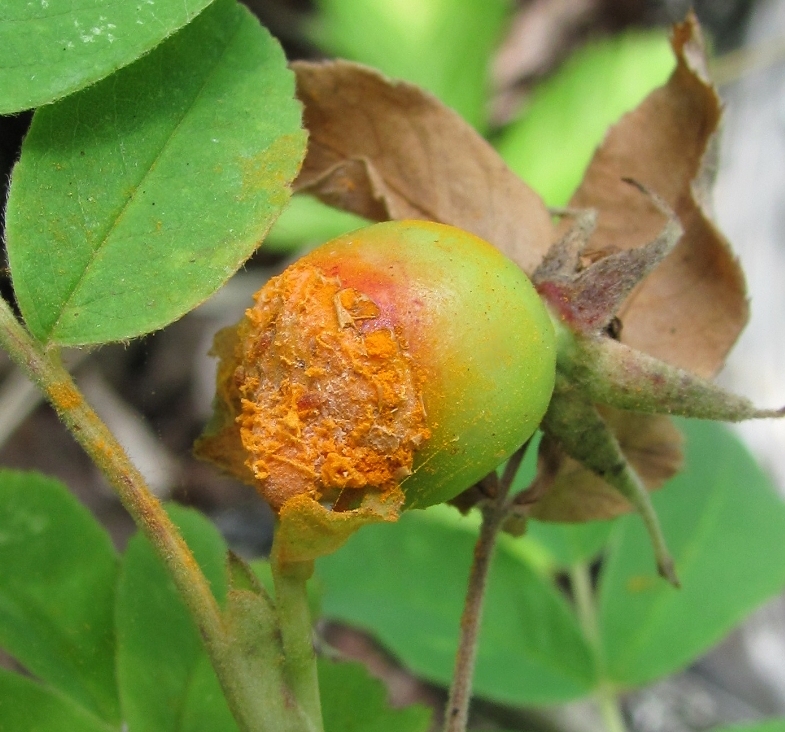 Изображение особи Rosa cinnamomea.