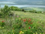 Изображение особи. Автор - Николай Дьяков