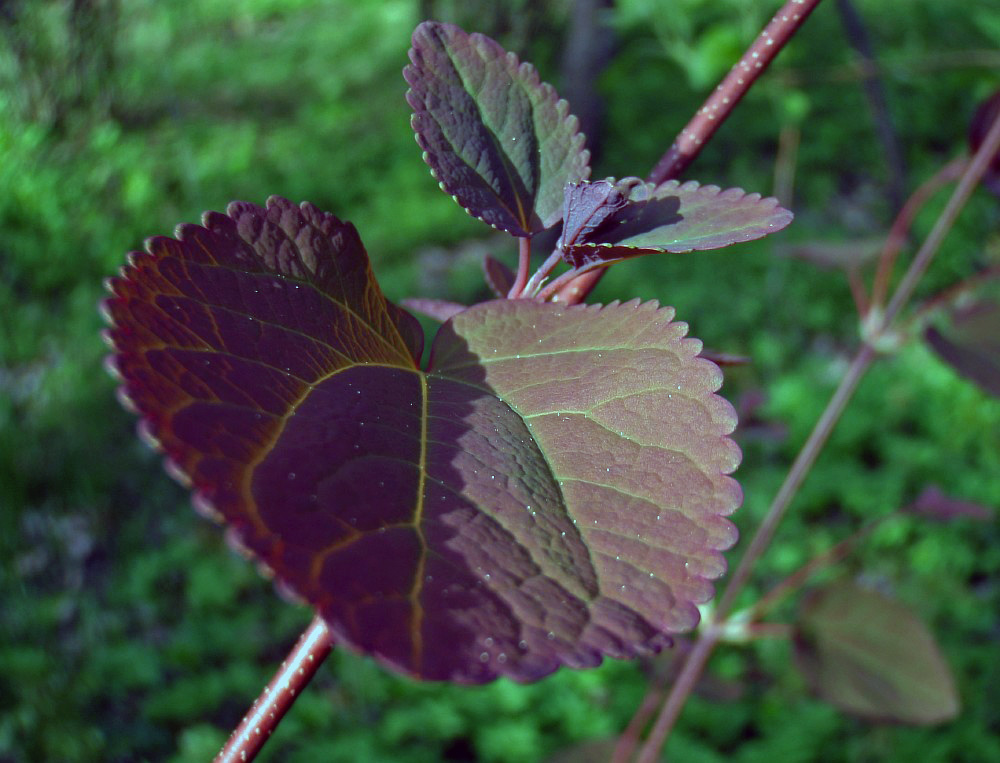 Изображение особи Cercidiphyllum magnificum.