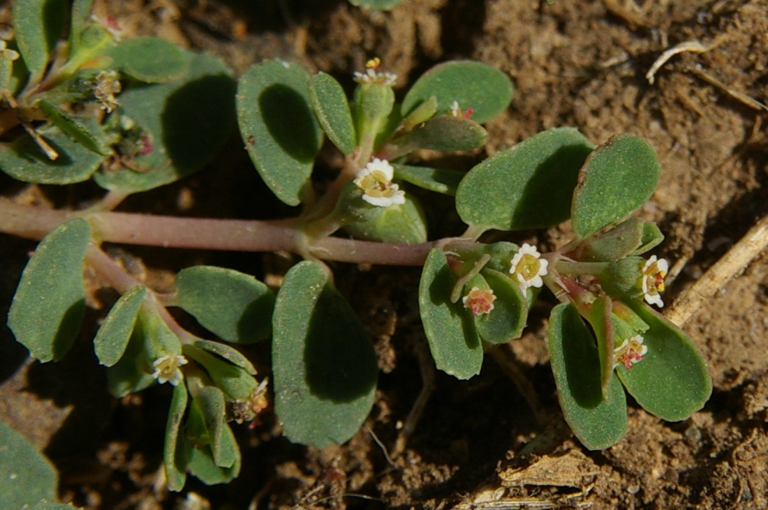Изображение особи Euphorbia chamaesyce.