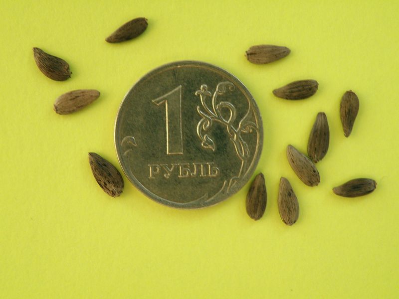 Image of Alfredia cernua specimen.