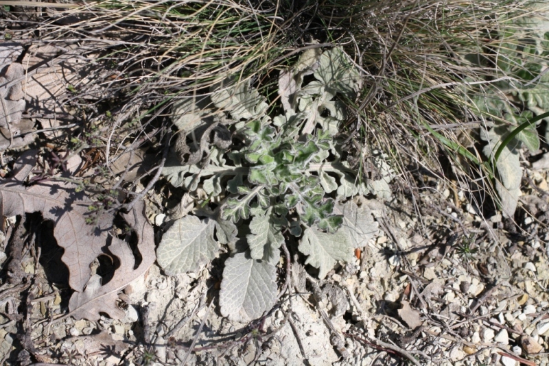 Image of Scabiosa bipinnata specimen.