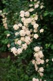 genus Spiraea